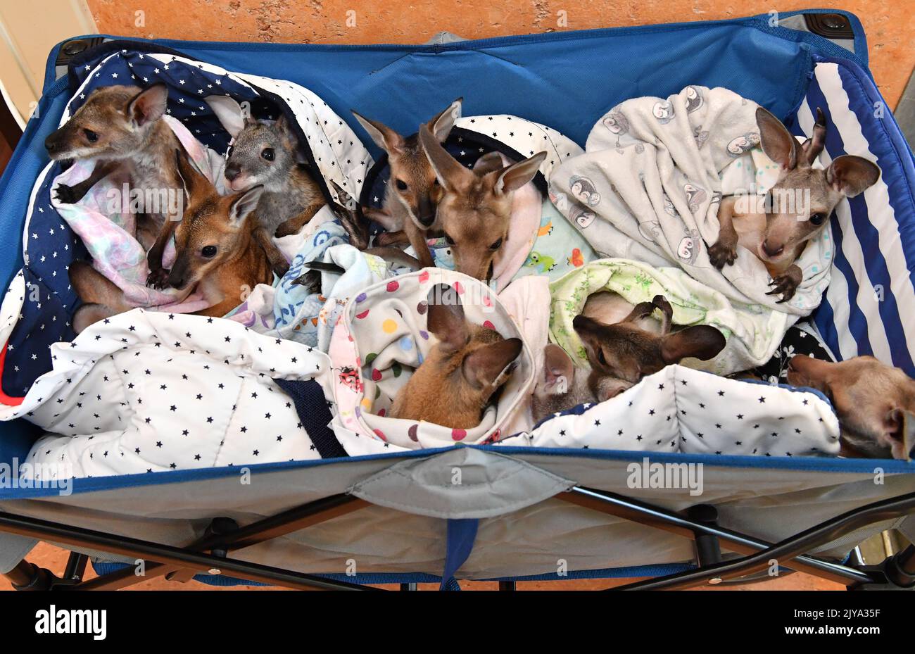 A cart of orphaned Kangaroo and Wallaby joeys are seen at Australia Zoo