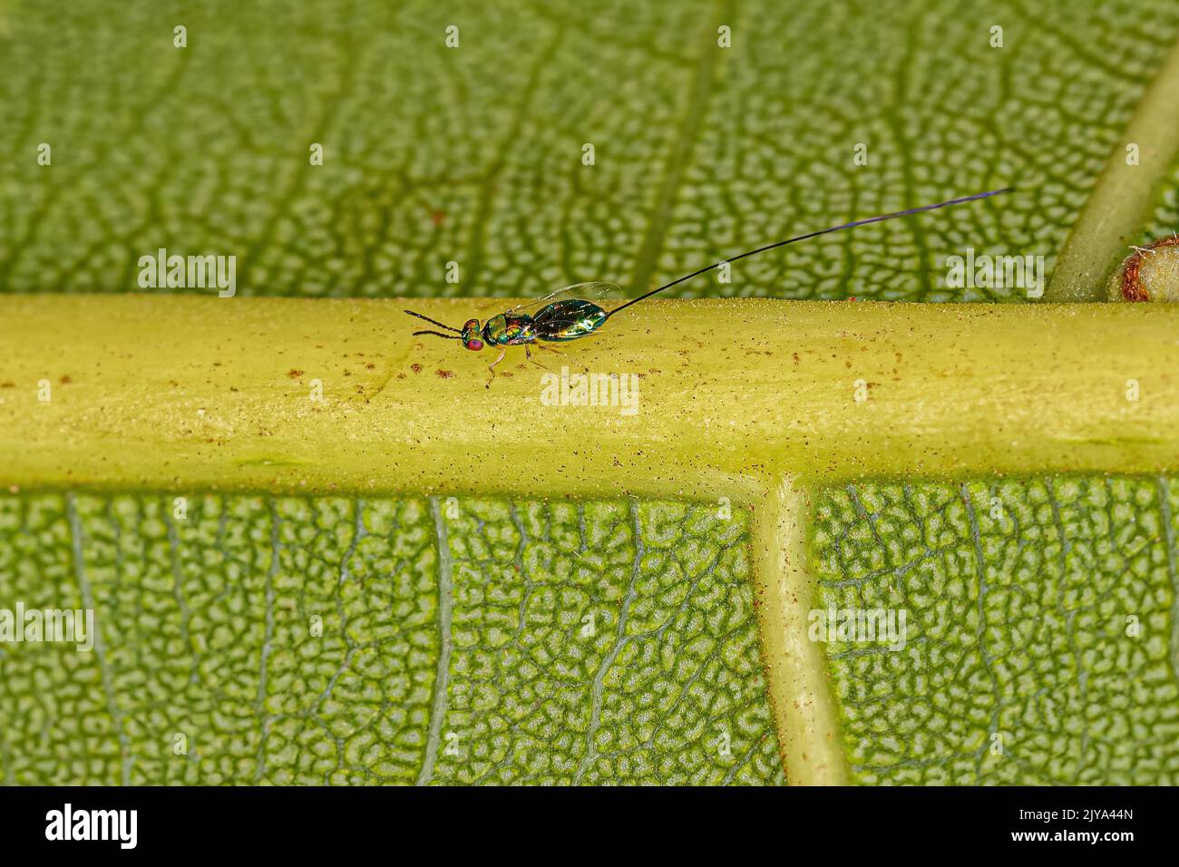 Adult Fig Wasp of the subfamily Sycophaginae Stock Photo Alamy