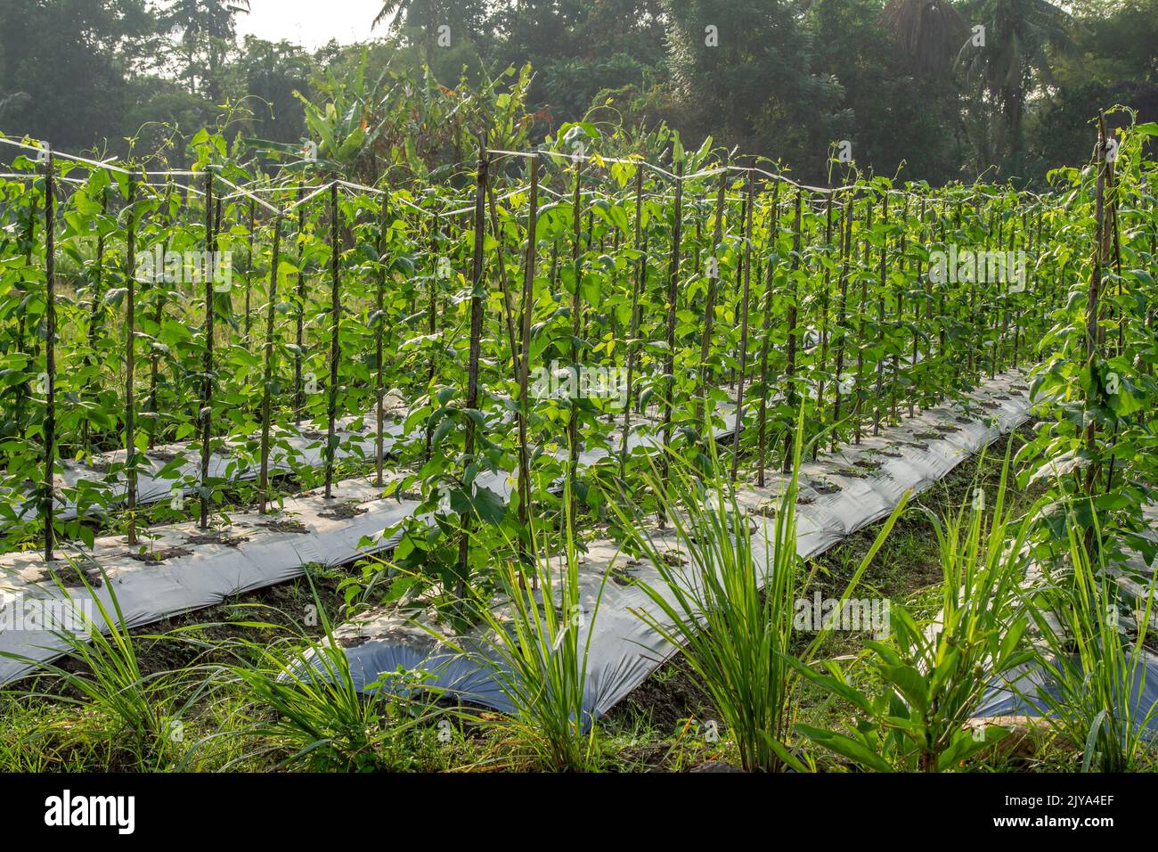 Young long bean field which is in its infancy of leaves and stems