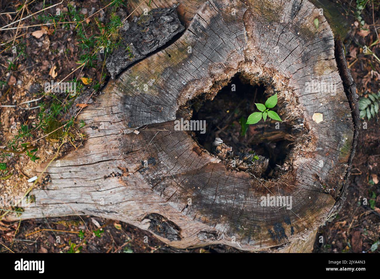 The stump from which a new sprout grows. The concept of life after a shock. Front view. Stock Photo