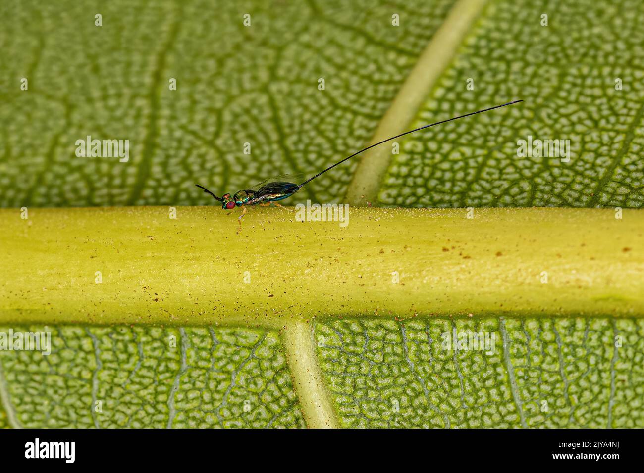 Fig wasp hires stock photography and images Alamy