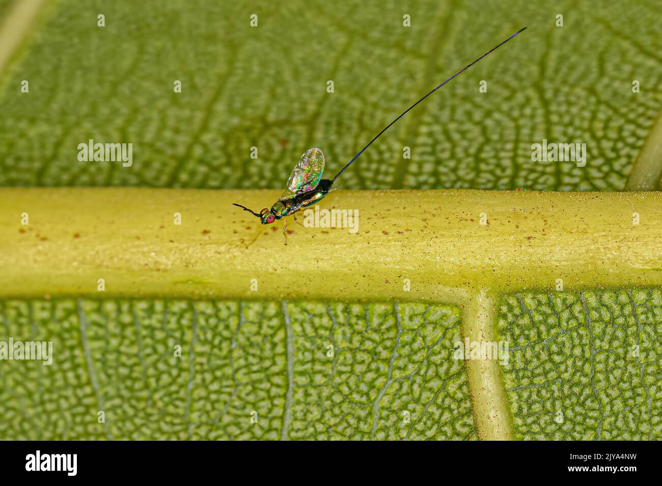 Fig wasp hires stock photography and images Alamy