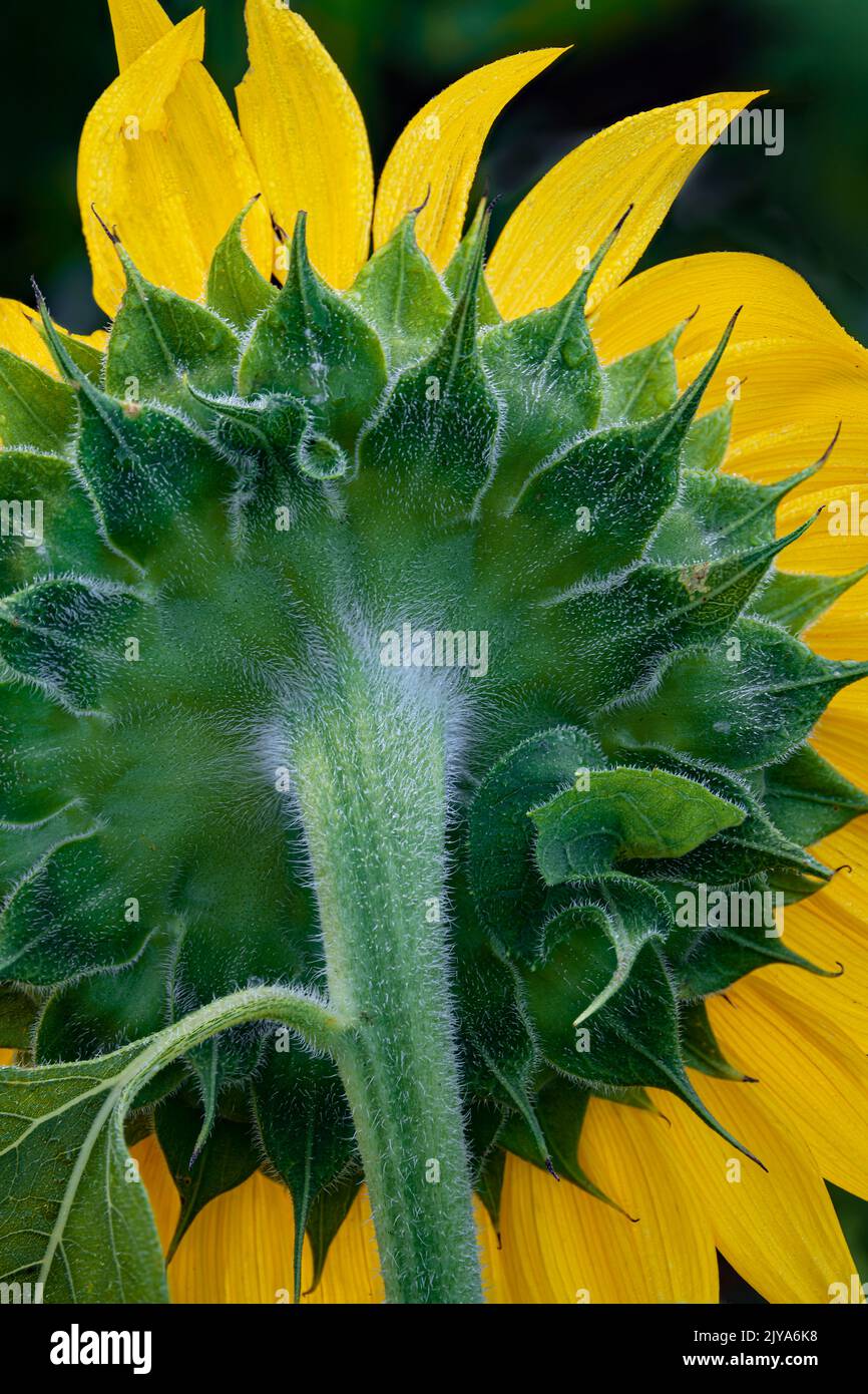 The backside of a sunflower blossom is highlighted, DesPlaines River