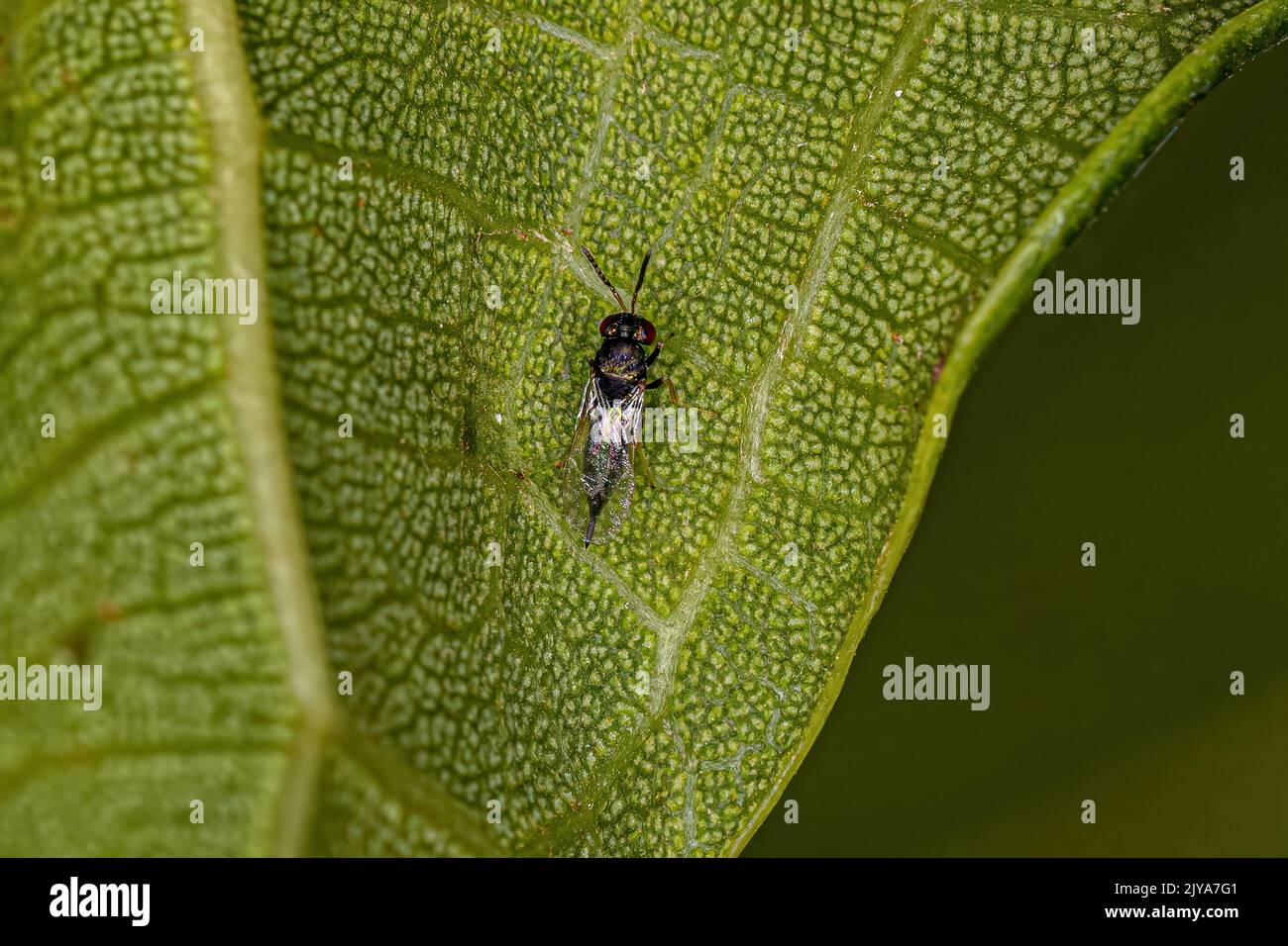 Adult Chalcidoid Wasp of the subfamily Pteromalinae Stock Photo