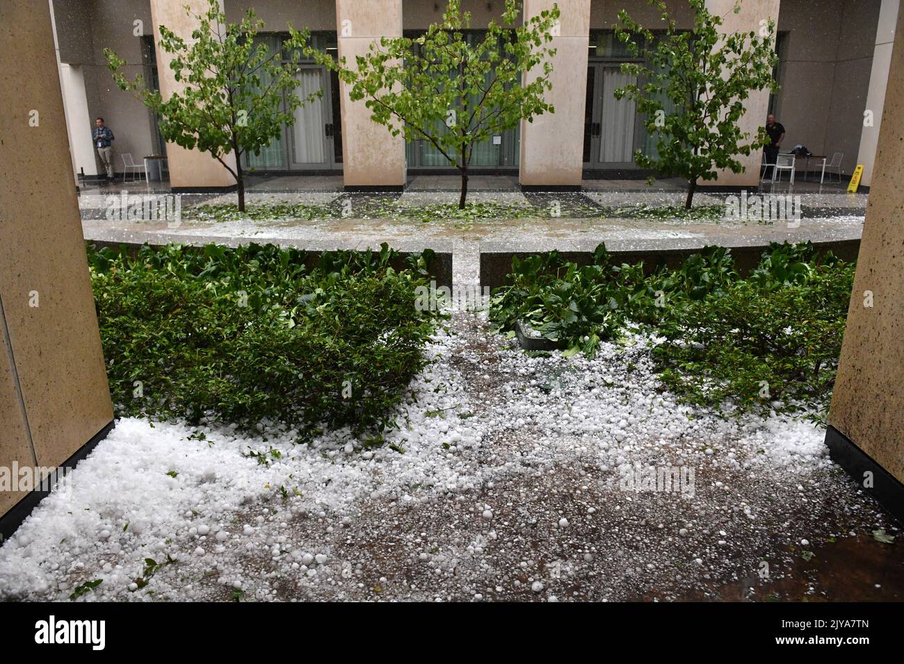 Golf ball size hail after a severe hail storm is seen at Parliament ...