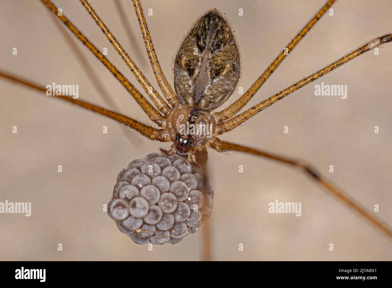 Adult Female Short-bodied Cellar Spider of the species Physocyclus globosus with eggs Stock Photo