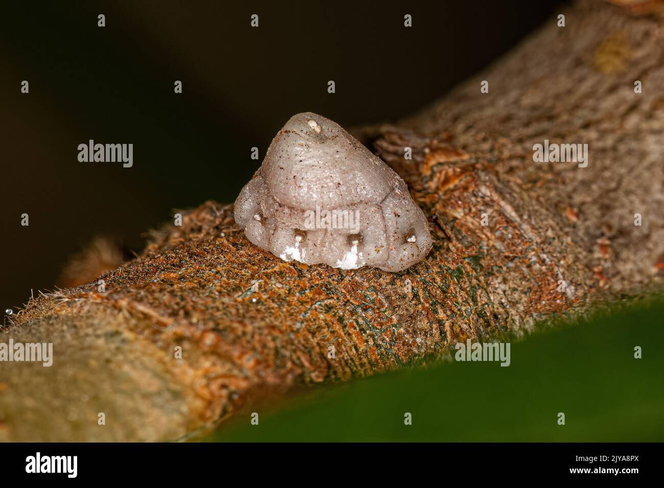 White Tortoise Scale of the Family Coccidae Stock Photo