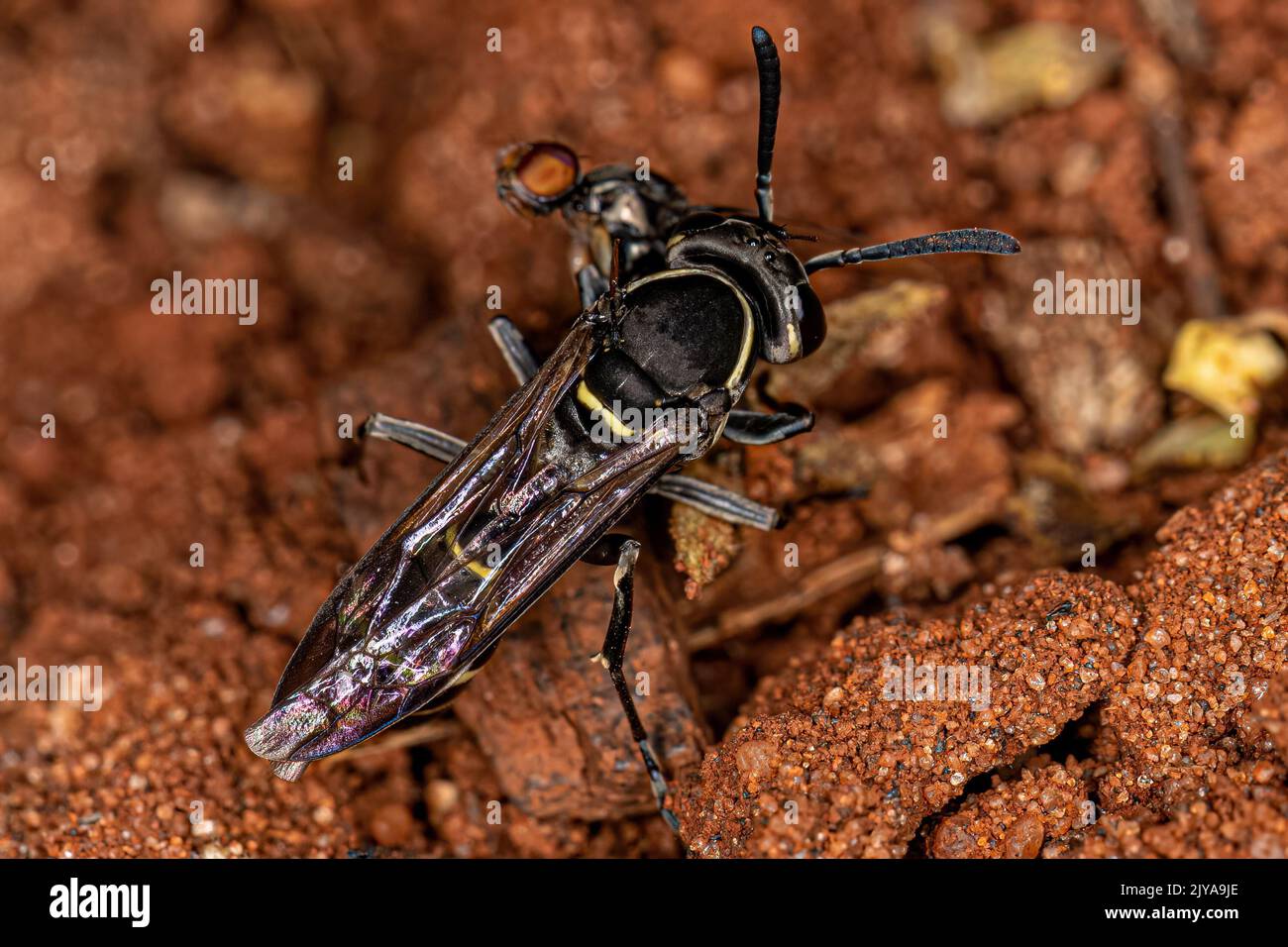 Black polybia wasp hi-res stock photography and images - Alamy