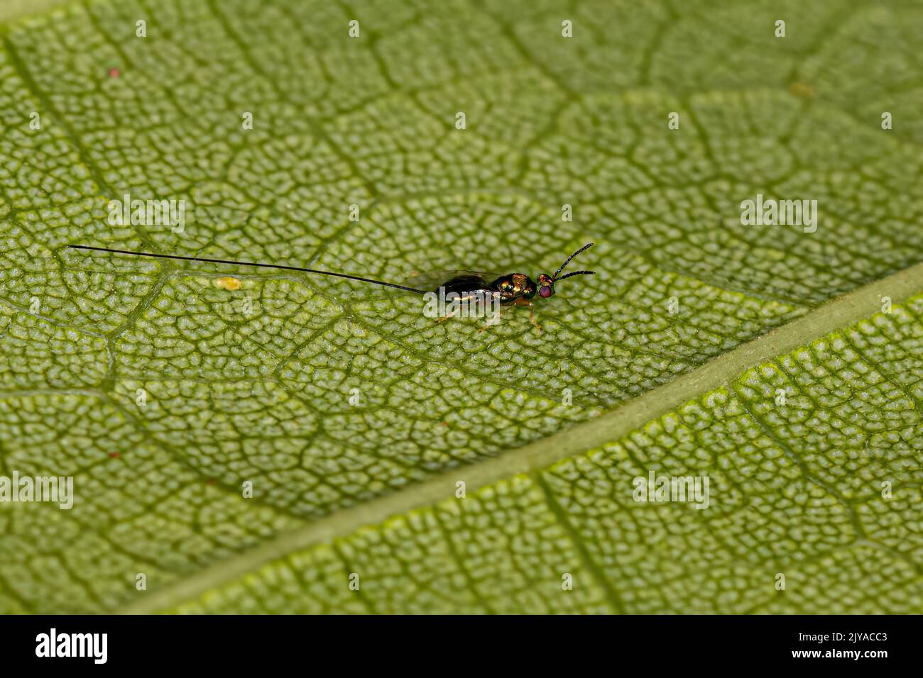 Adult Fig Wasp of the subfamily Sycophaginae Stock Photo Alamy
