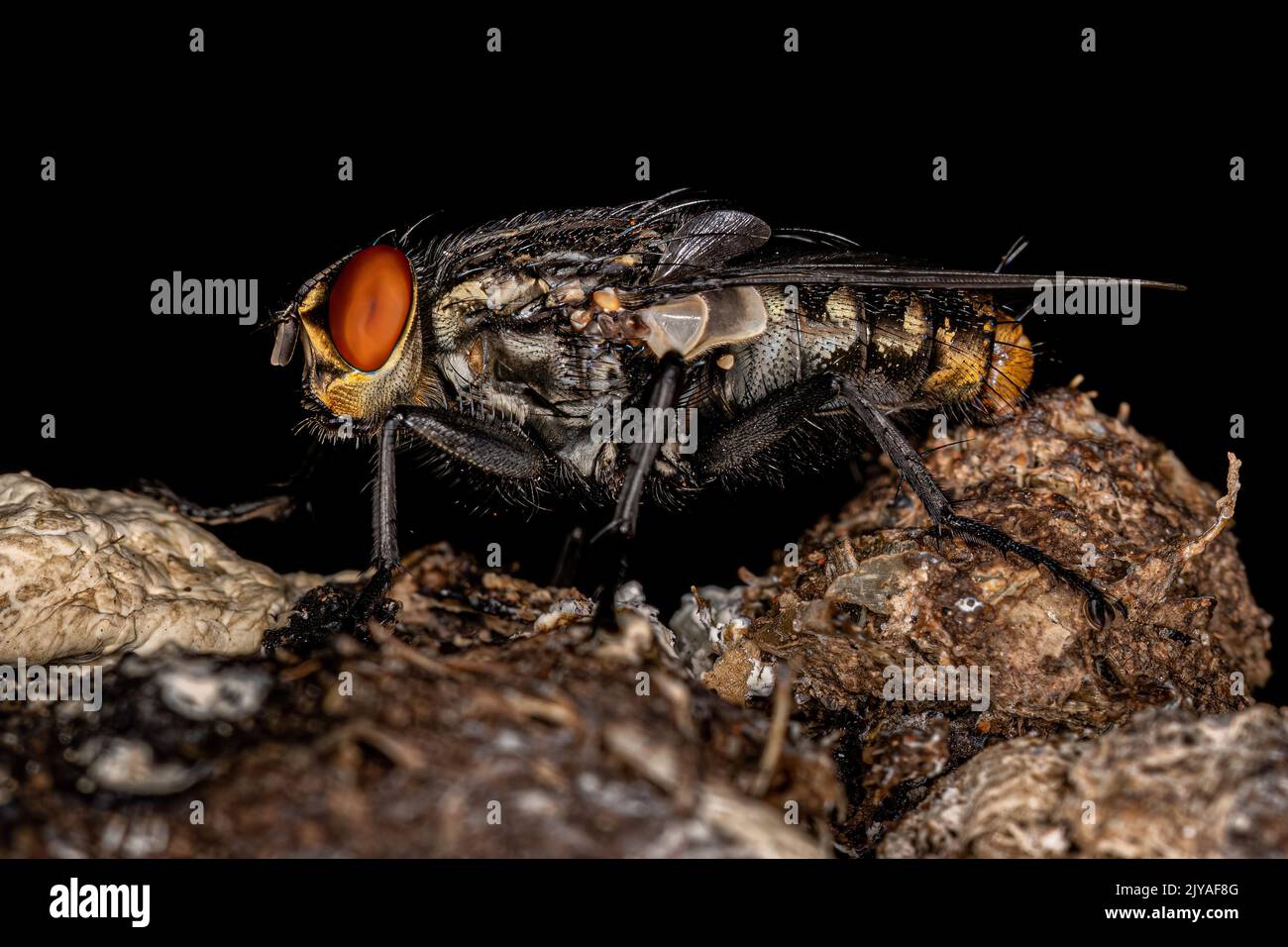 Adult Flesh Fly of the Family Sarcophagidae Stock Photo