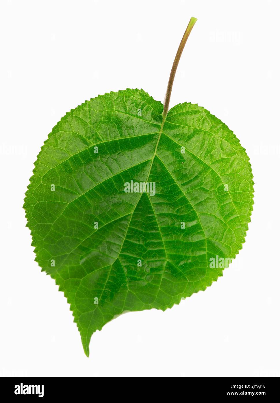 Green Leaf On White Background Stock Photo Alamy birkenstock-clogs-men-s-fashion-footwear-slippers-slides-on-carousell