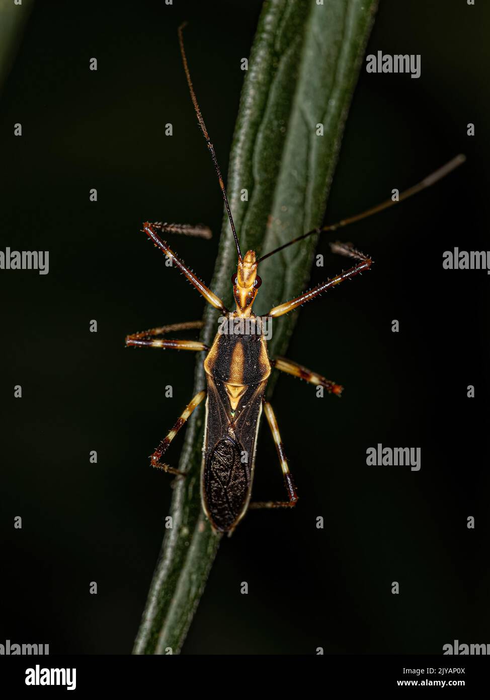 Adult Assassin Bug of the Species Zelus laticornis Stock Photo - Alamy