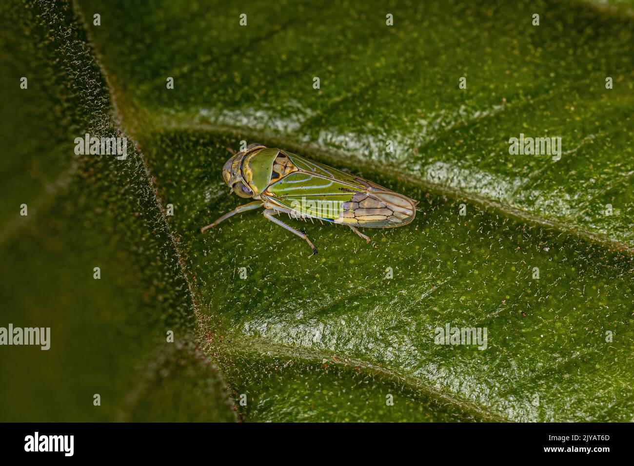 Adult Typical Leafhopper of the subfamily Cicadellinae Stock Photo Alamy