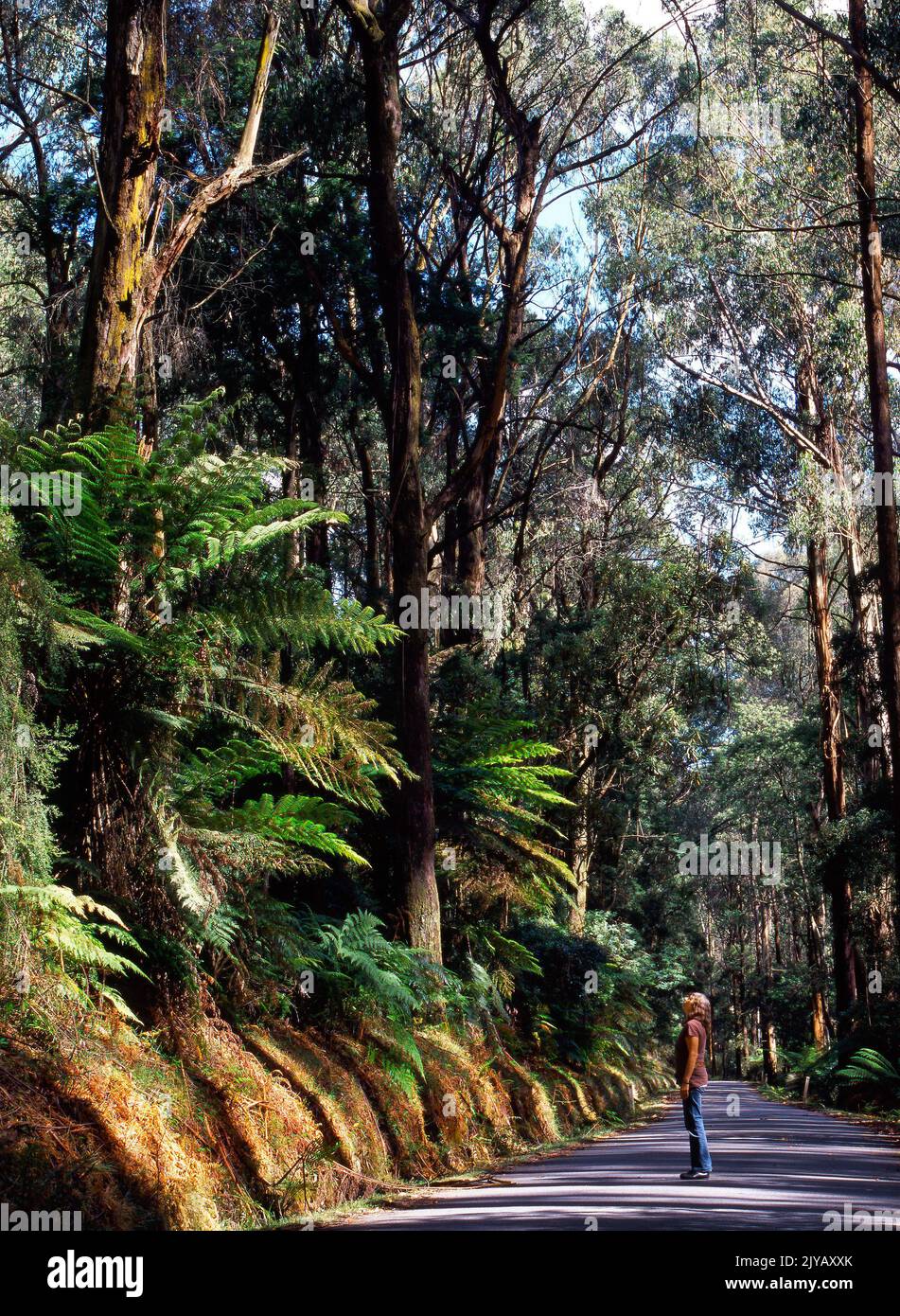 A Woman Admiring the Australian Forest, Victoria, Australia Stock Photo