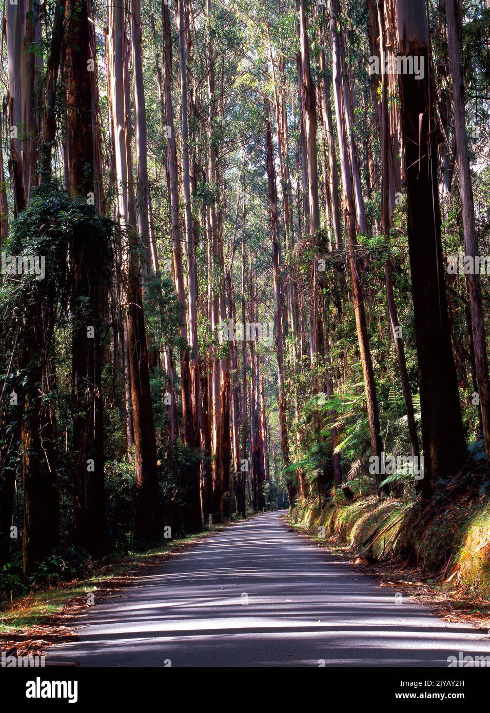 Road through Ash Tree Forest, Victoria, Australia Stock Photo