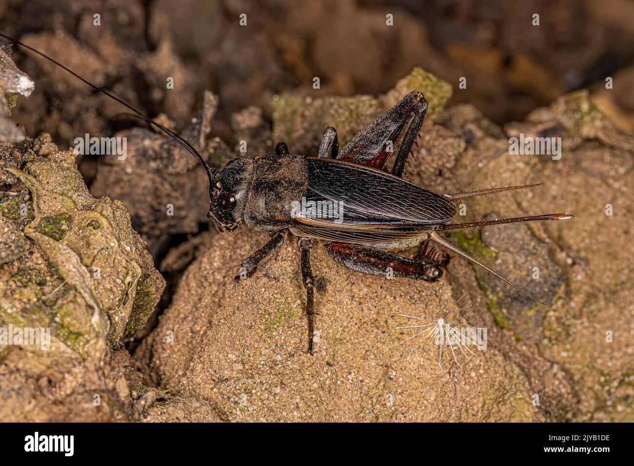Adult Field Cricket of the Genus Gryllus Stock Photo