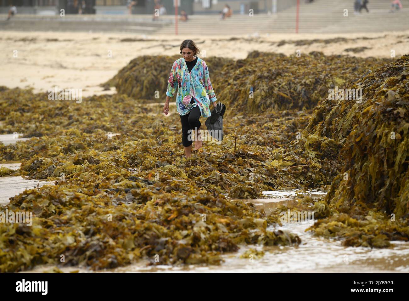 A woman searches through a large pile of seaweed washed up on Coogee
