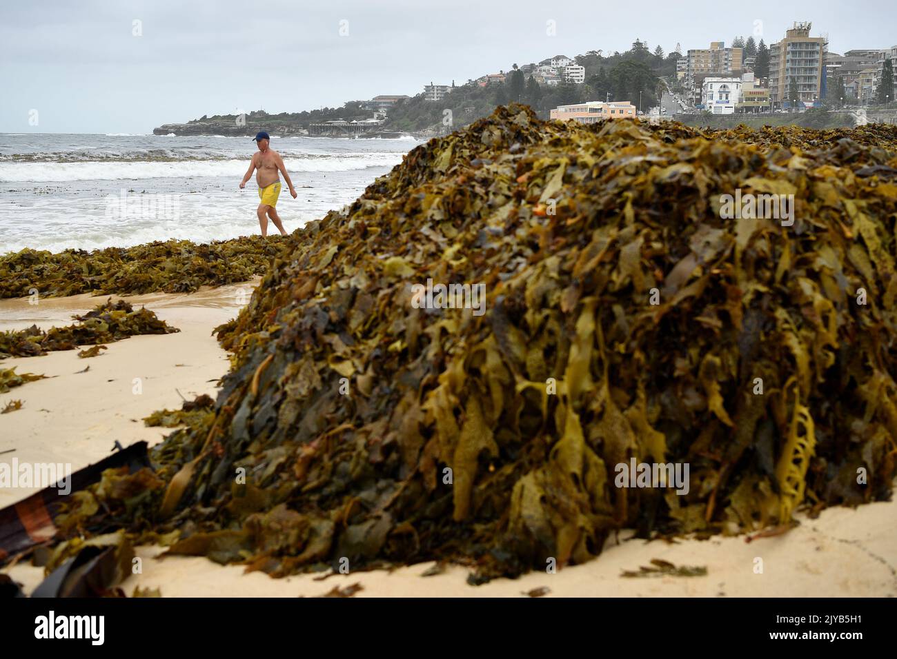 A man negotiates his way through a large pile of seaweed washed up on