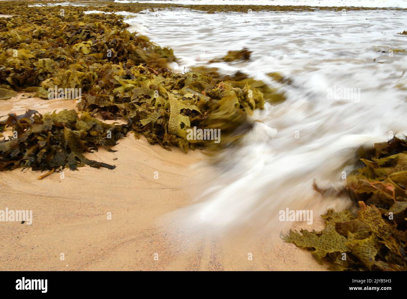 Seaweed washed up on Coogee Beach, in Sydney, Thursday, February 13