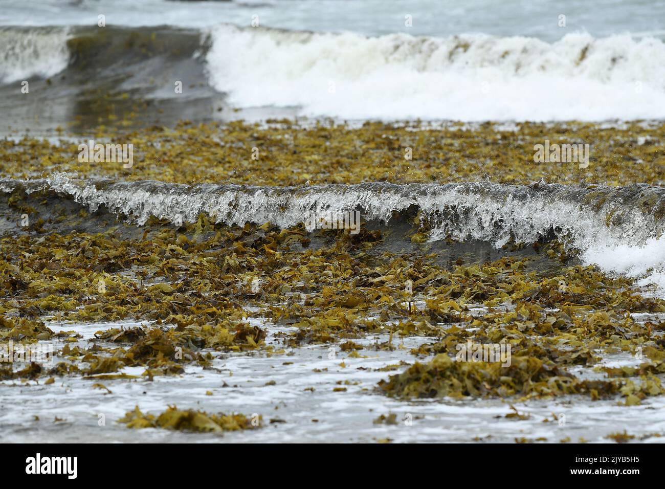 Seaweed washed up on Coogee Beach, in Sydney, Thursday, February 13