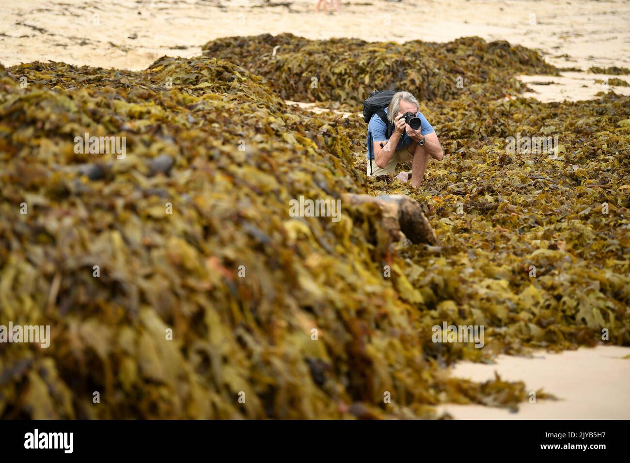A man photographs a large pile of seaweed washed up on Coogee Beach, in