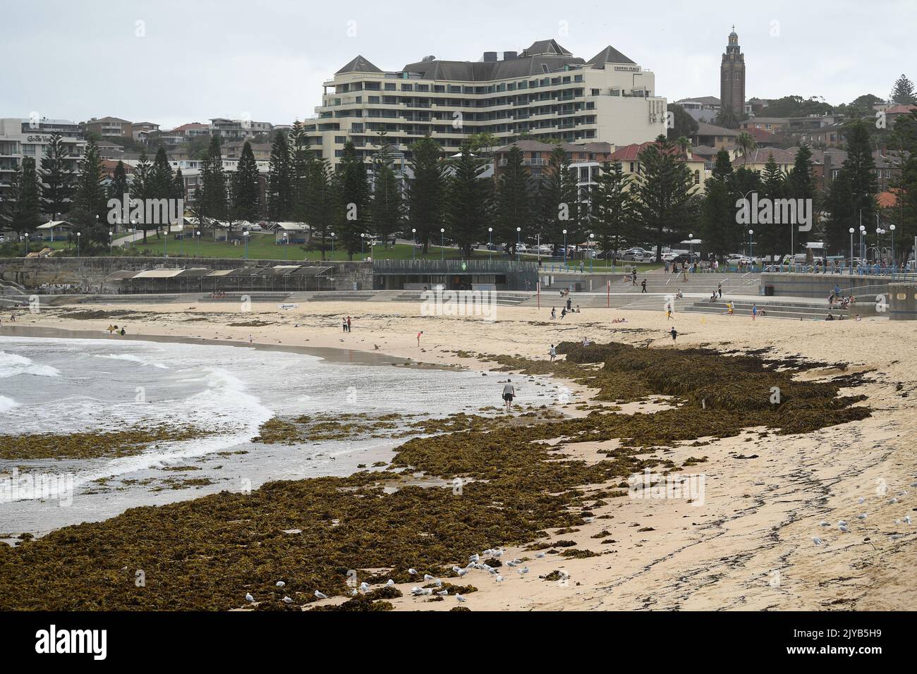 A large pile of seaweed washed up on Coogee Beach, in Sydney, Thursday