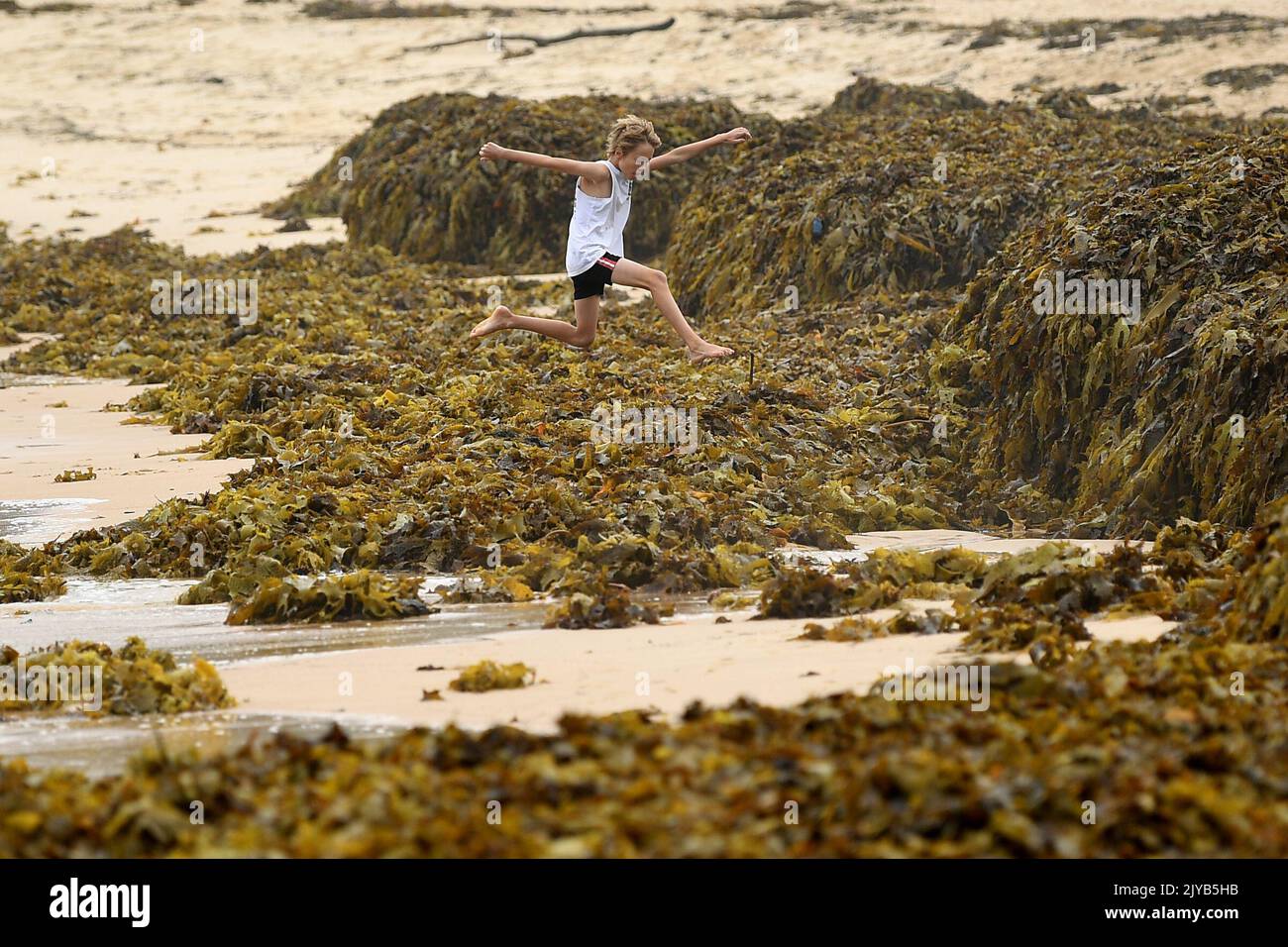A boy negotiates his way through a large pile of seaweed washed up on