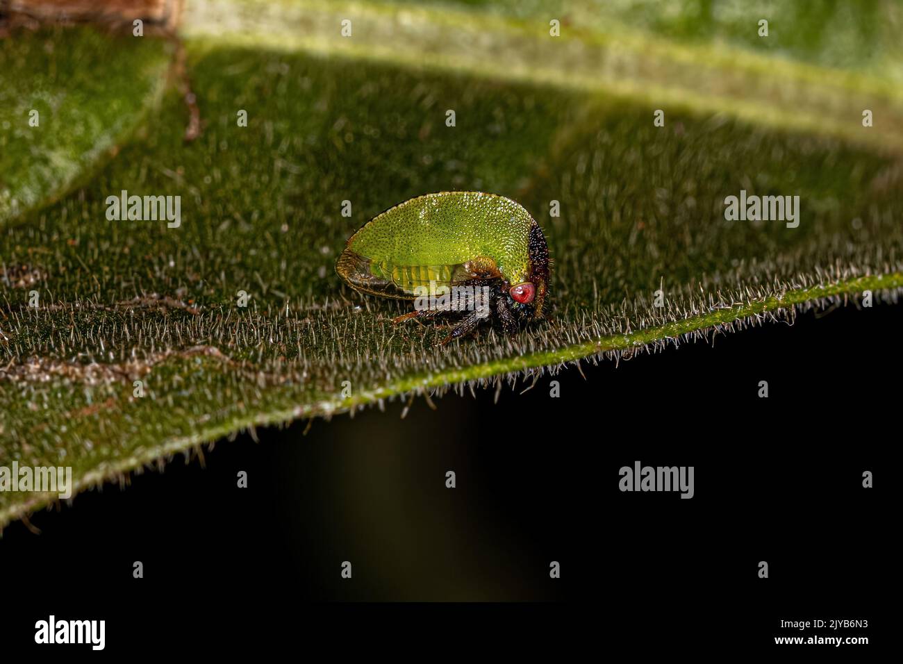 Treehopper Cow Adult treehopper hi-res stock photography and images - Alamy