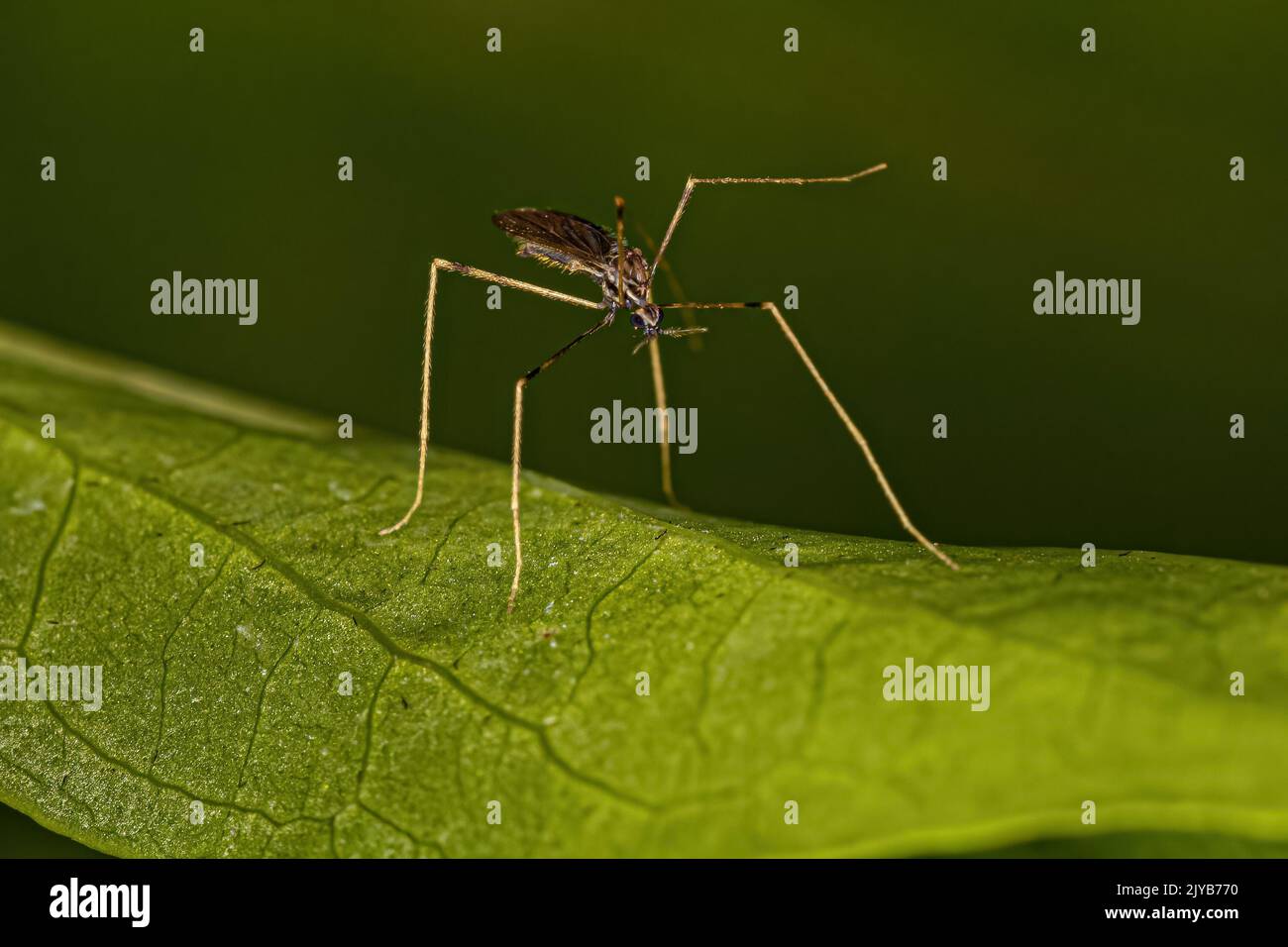 small-adult-nematoceran-fly-of-the-suborder-nematocera-stock-photo-alamy