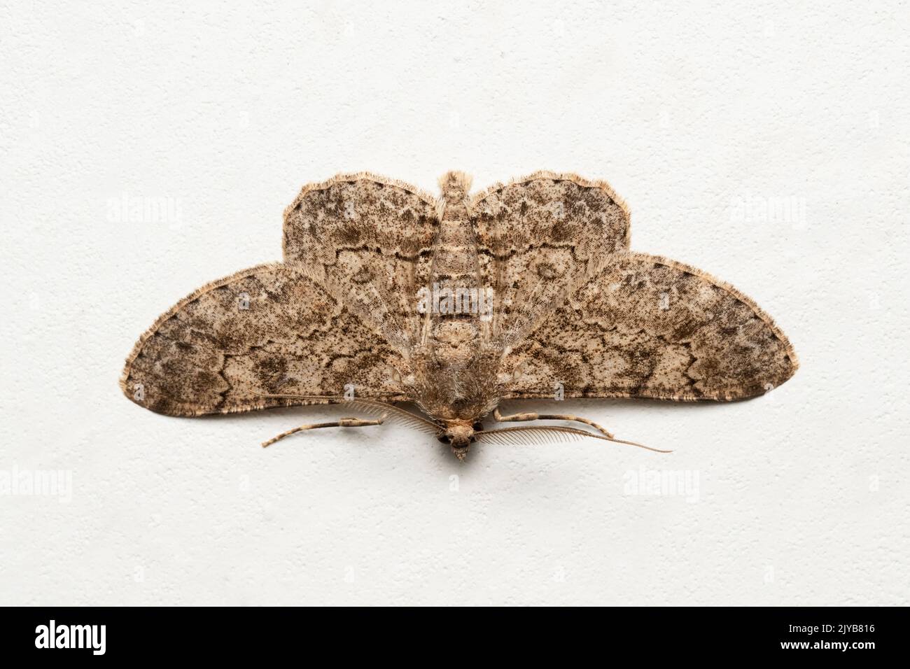 Indian ashy backed moth , Iridopsis larvaria, Satara, Maharashtra, India Stock Photo