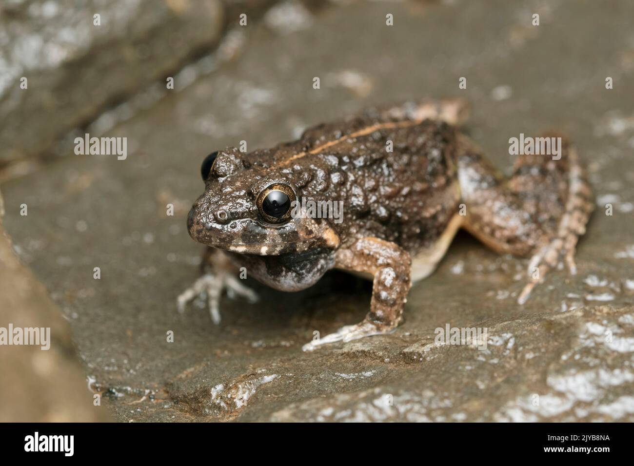 Boies wart frog, Fejervarya limnocharis, Satara, Maharashtra, India Stock Photo