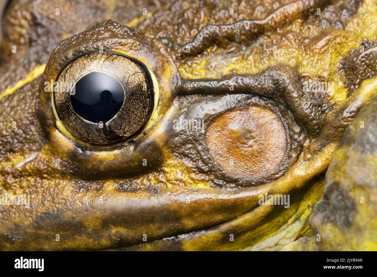 Extreme closeup of frog ear, Haplobatrachus tigerinus, Stara, Maharashtra, India Stock Photo