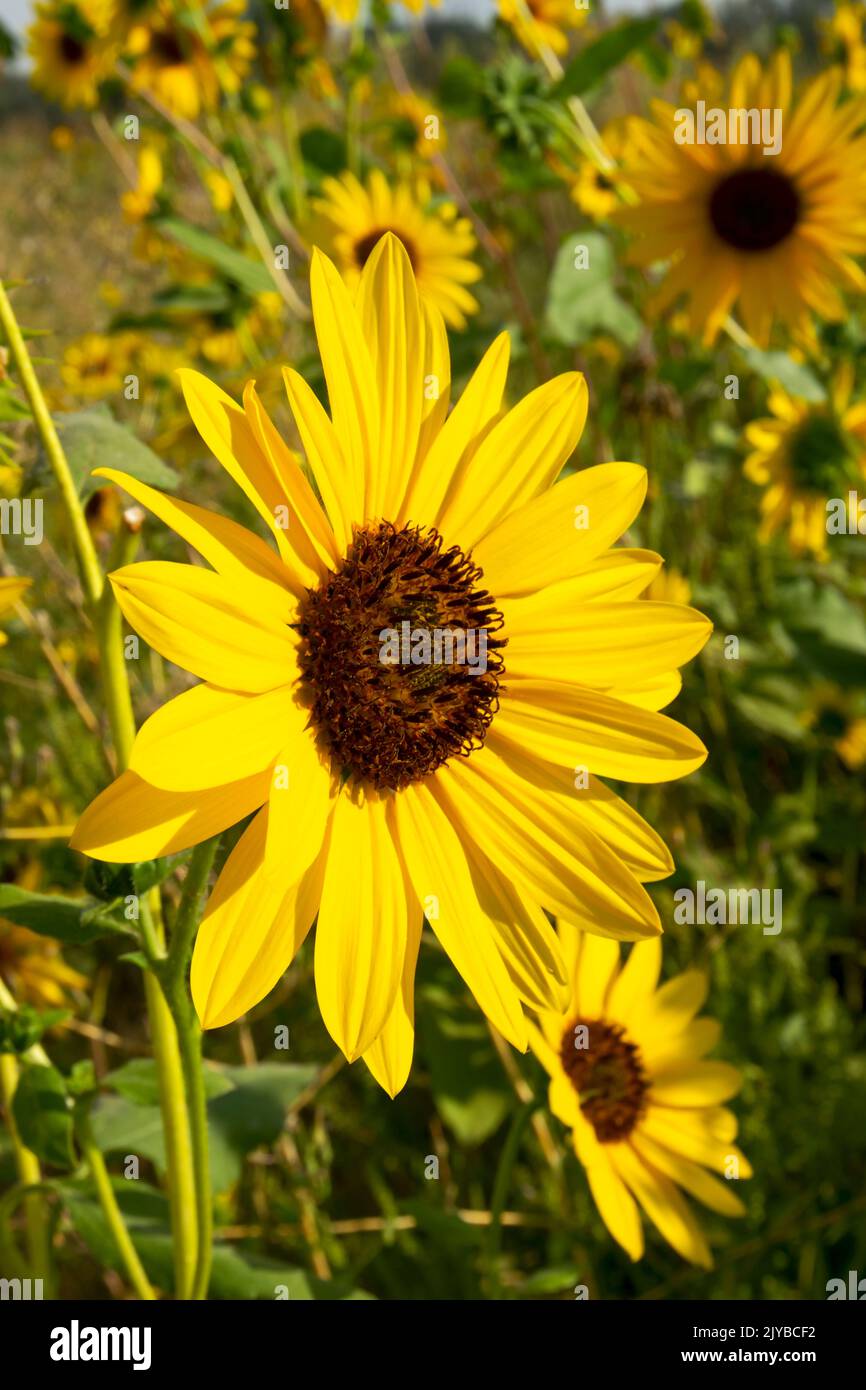 This photo of a sunflower group (helianthus annuus) was taken in Eagle Idaho USA in 2022. Stock Photo