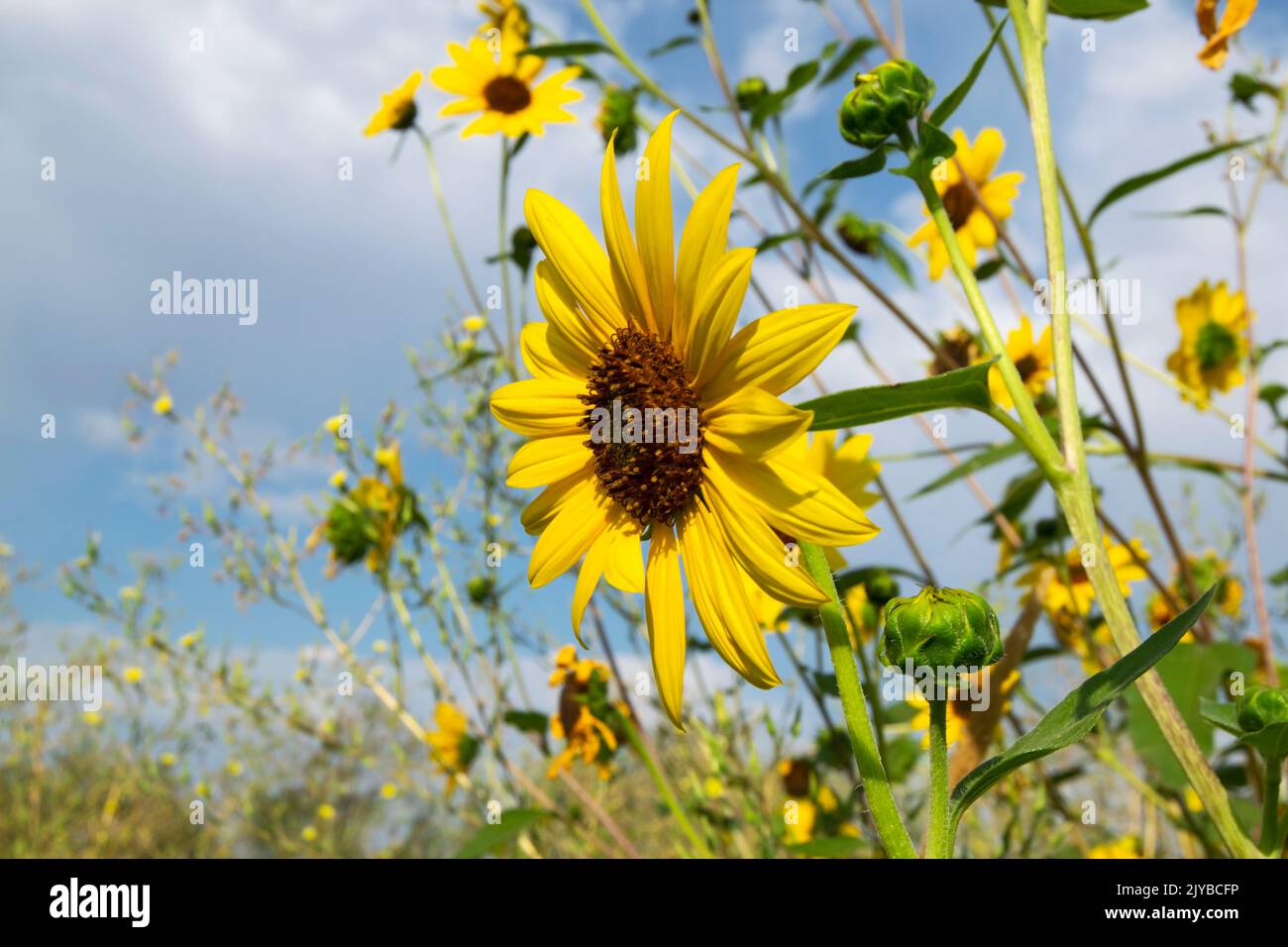 Common Sunflower Stock Photo