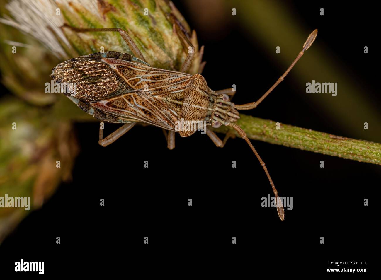Adult Leaf-footed Bug of the Tribe Hypselonotini Stock Photo - Alamy