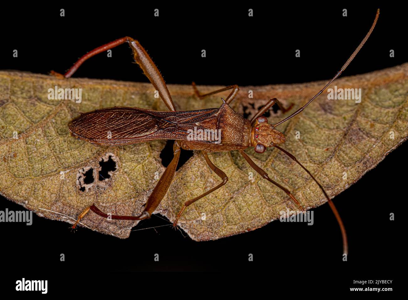 Adult Broad-headed Bug of the family Alydidae Stock Photo