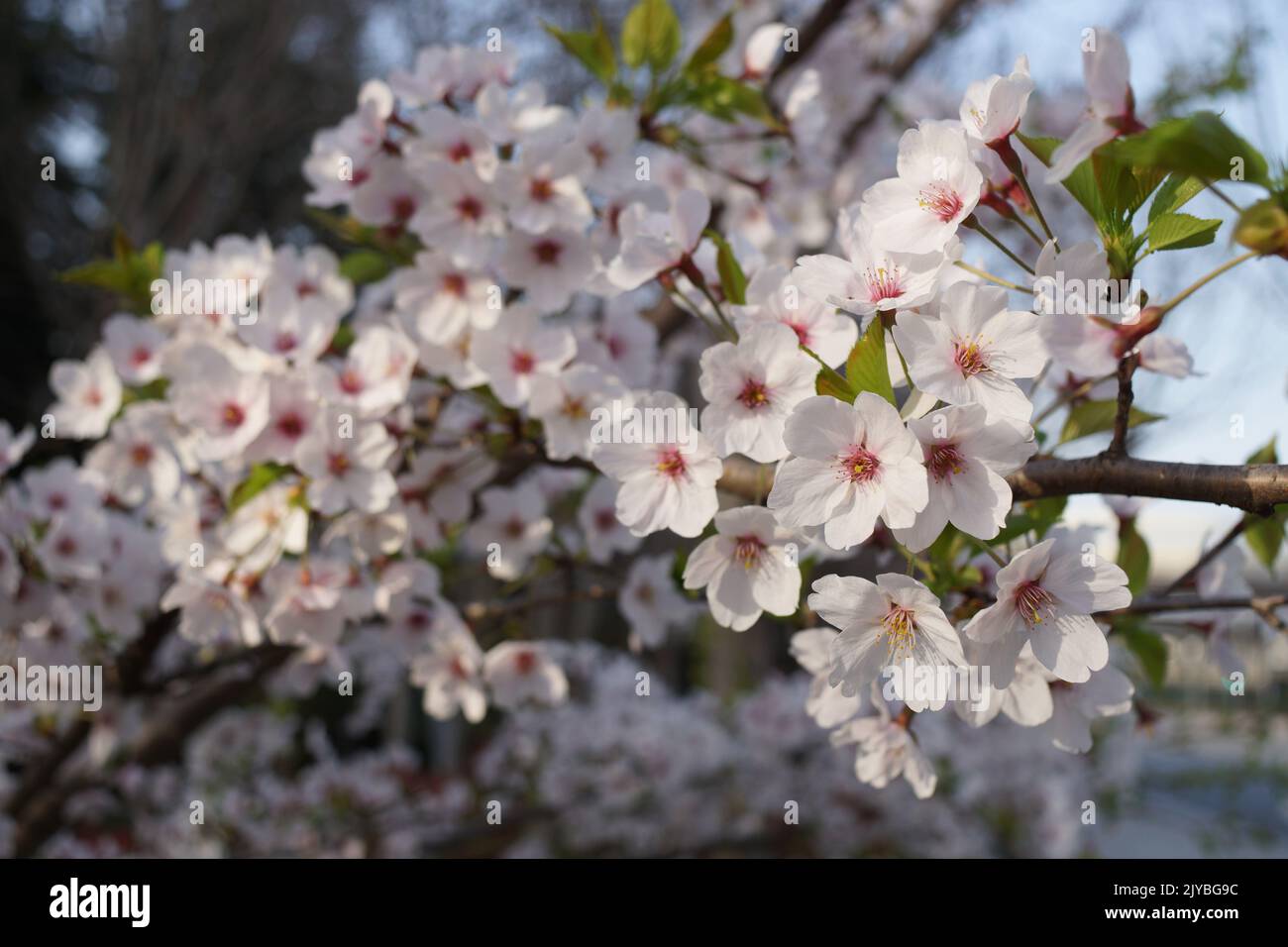 Beautiful pink cherry blossom (Sakura) flower under the blue sky Stock ...