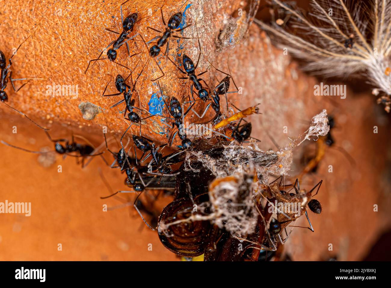 Longhorn Crazy Ants of the species Paratrechina longicornis preying on a Variegated Paper Wasp of the species Polistes versicolor Stock Photo