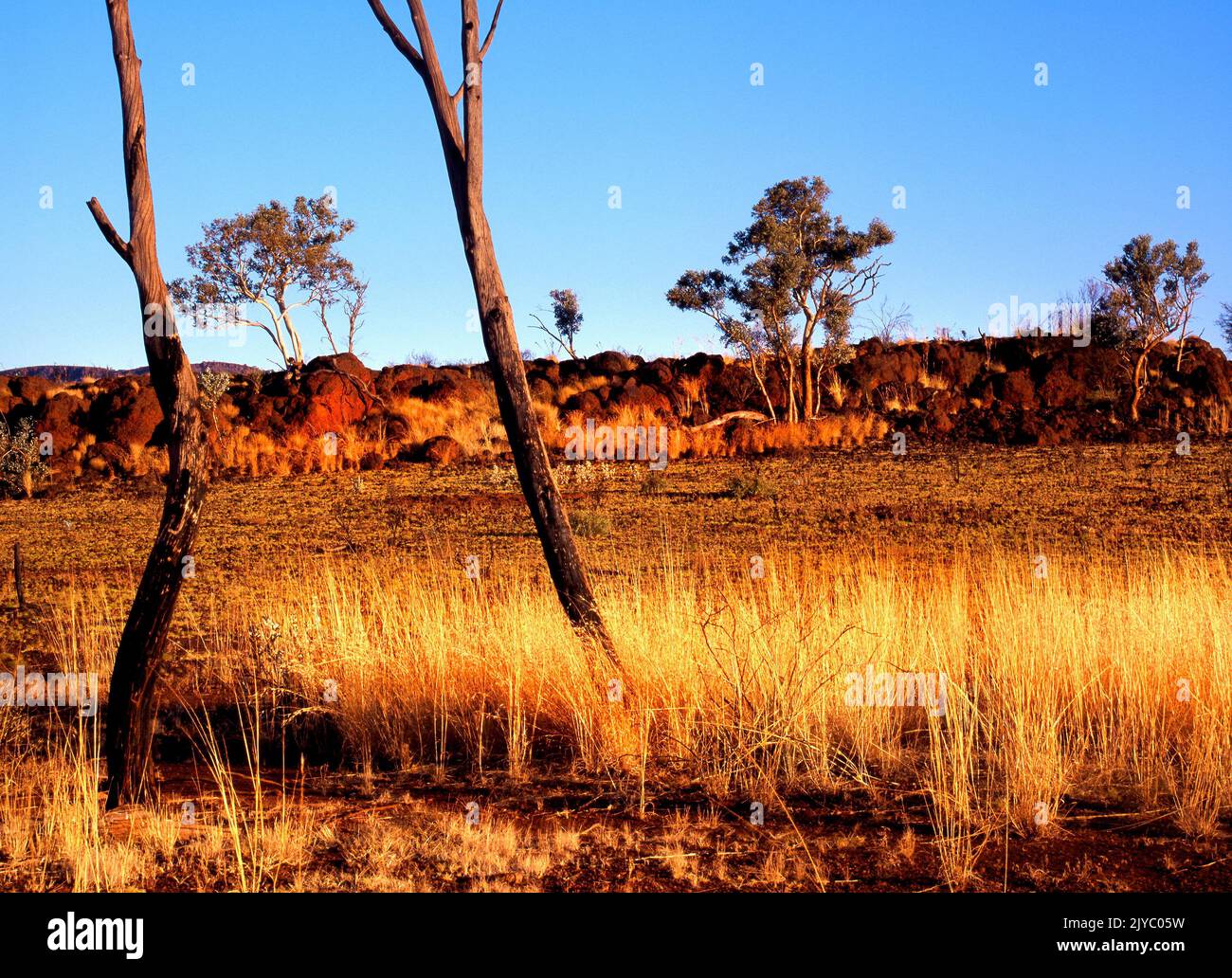 Outback Tree Landscape, Pilbara, Northwest Australia Stock Photo
