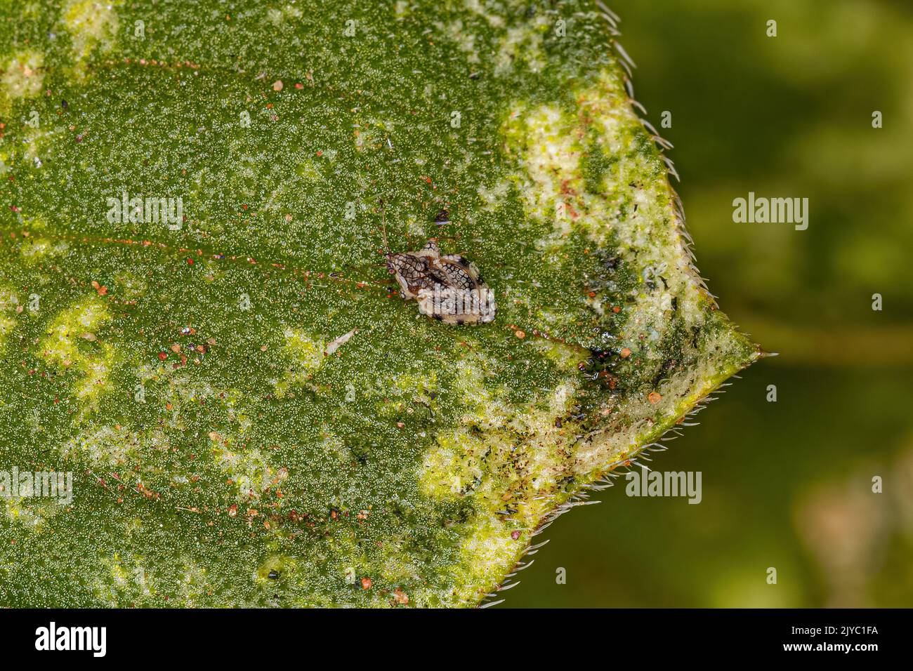 Small Lace Bug of the Family Tingidae Stock Photo