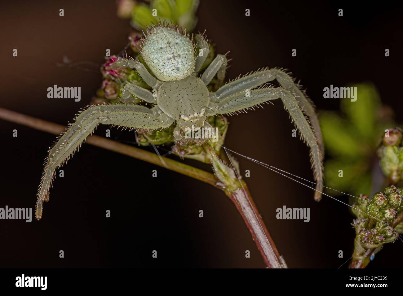 Runcinioides hires stock photography and images Alamy