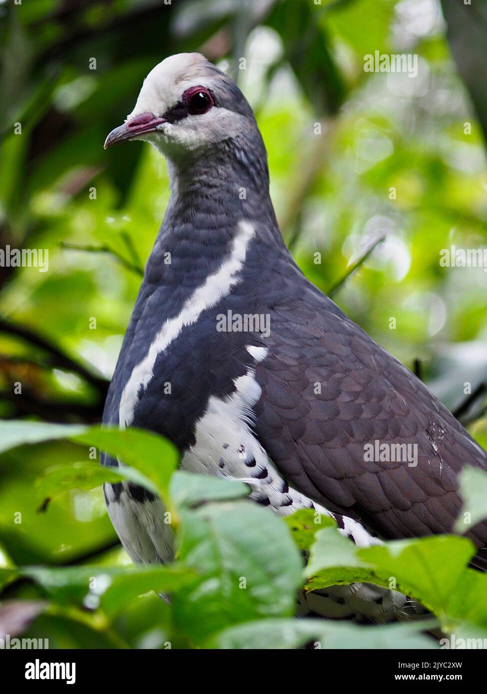 Distinguished regal Wonga Pigeon in an imposing stance. Stock Photo