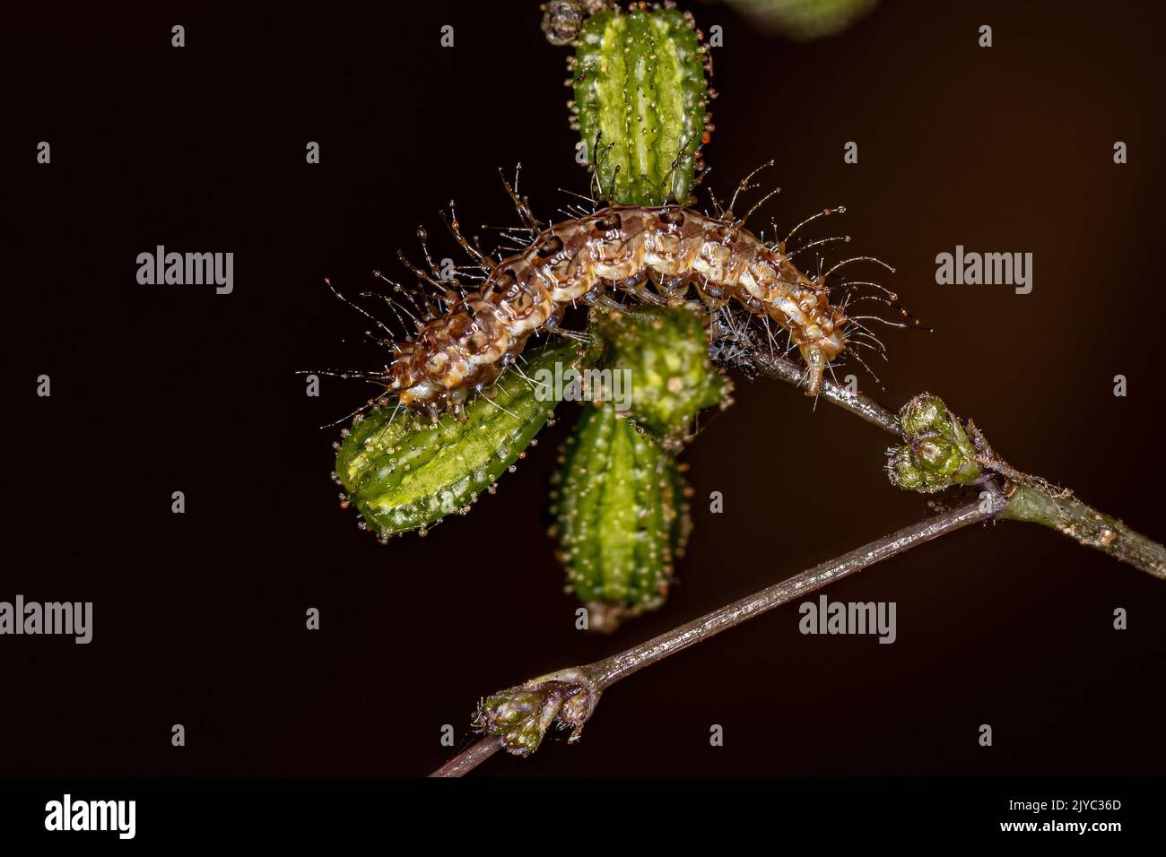 small-plume-moth-caterpillar-of-the-family-pterophoridae-stock-photo