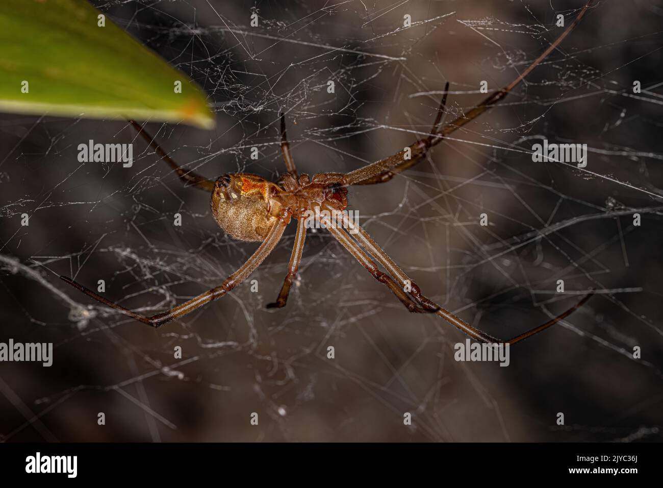 Female Adult Brown Widow Spider of the species Latrodectus geometricus