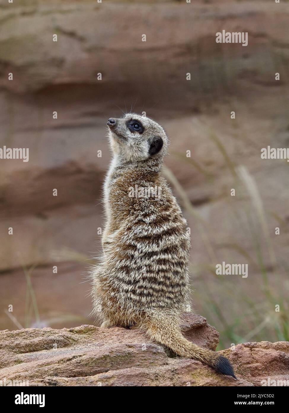 Vigilant Argus-eyed Meerkat in natural beauty. Stock Photo