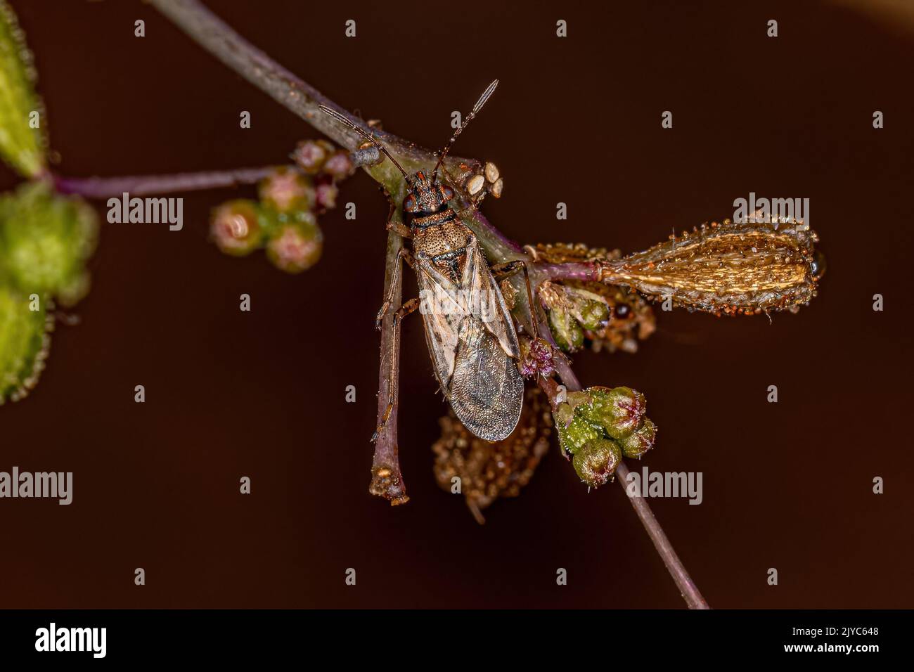 Adult Seed Bug of the Family Lygaeidae Stock Photo - Alamy