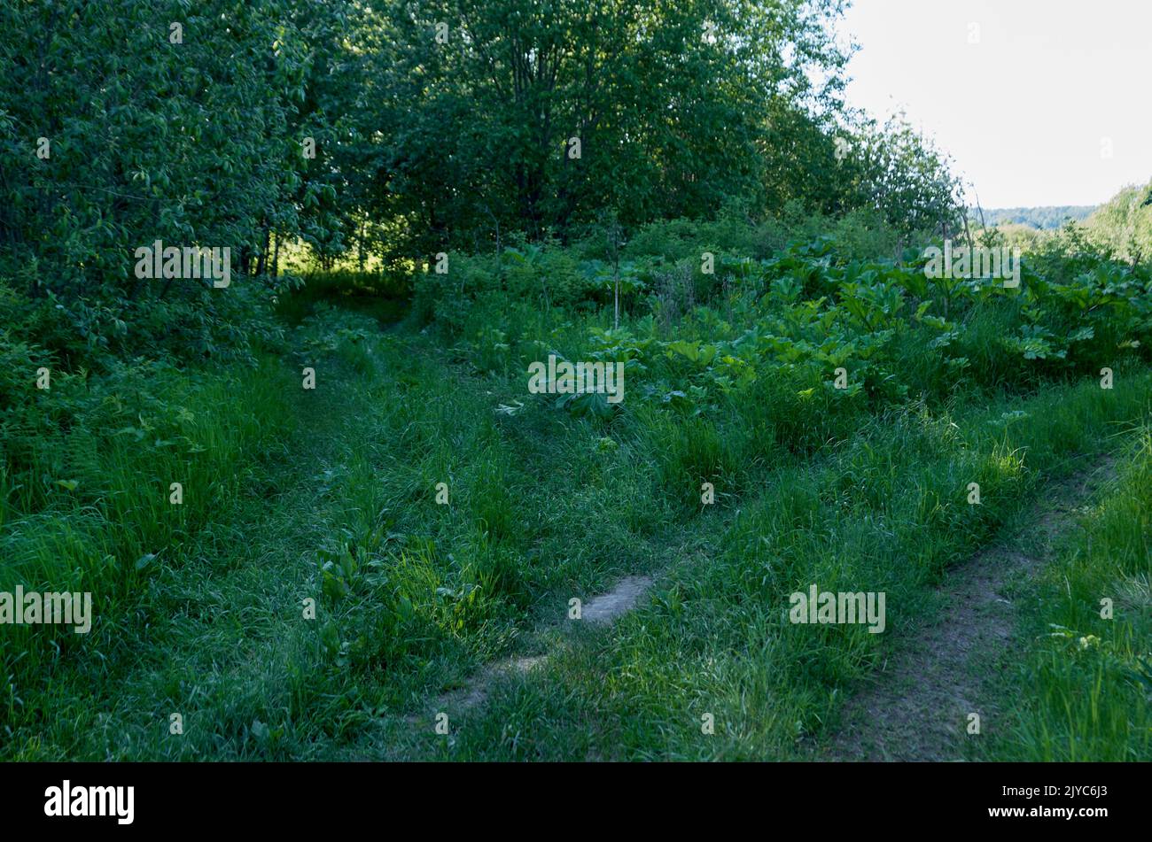 Forked footpath in green summer forest Stock Photo