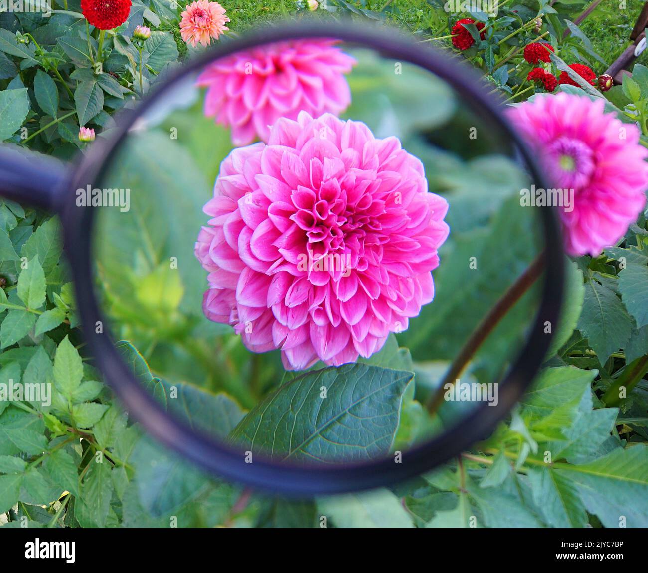 Dahlia.Flowering garden plant native to Mexico and Central America Stock Photo