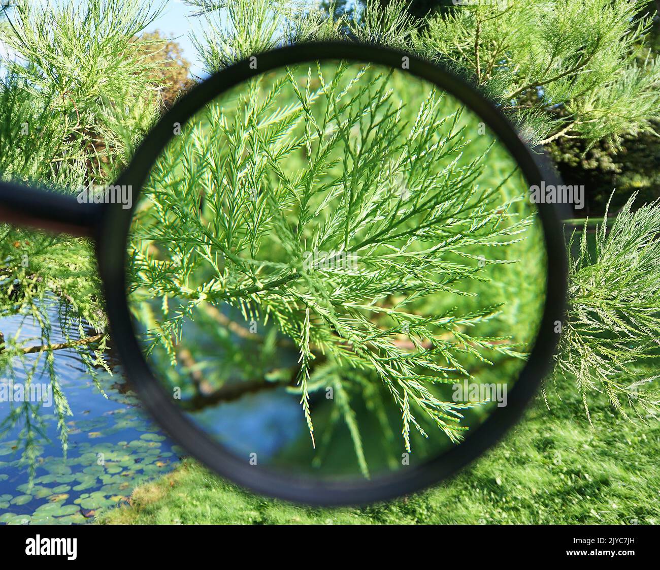 Glyptostrobus pensilis,Chinese swamp cypress, 水松 , Shuǐ sōng .Sole living species in the genus Glyptostrobus.Native to Southeastern China and Northern Vietnam and Laos.(Staunton) W.D.J.Koch.HBL803665-26699. Stock Photo