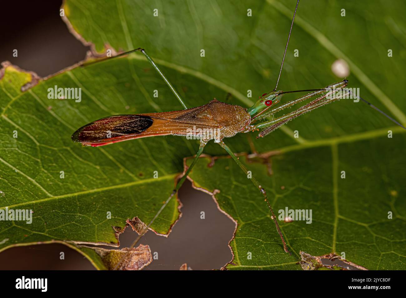 Adult Assassin Bug of the Tribe Harpactorini Stock Photo - Alamy